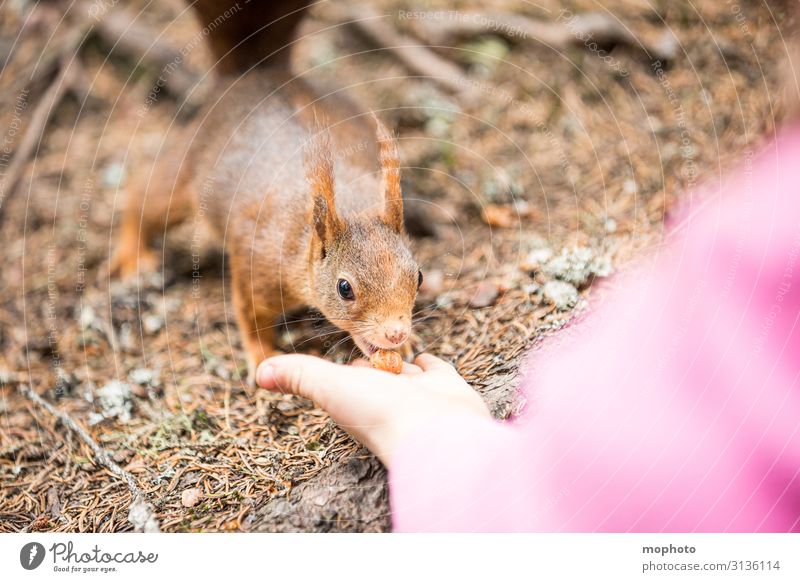 Feeding squirrels #7 Hazelnut Eating Vacation & Travel Tourism Trip Child Human being Girl Infancy Hand 1 3 - 8 years Nature Animal Forest Wild animal To feed