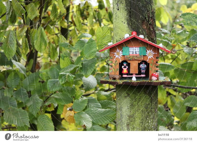 weather forecast Tree Multicoloured Weather station Black Forest costume Exterior shot Miniature Funny Diminutive Beautiful weather Bad weather