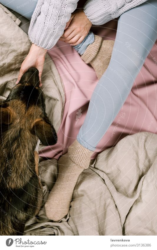 Flatlay of woman petting her dog in bed Autumn Bedroom Blanket Duvet Cold Safety (feeling of) Cozy Dog Faceless Woman flat lay Young woman Girl Hand Home hygge