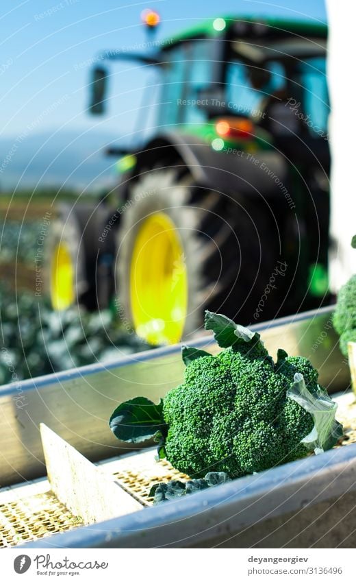 Harvest broccoli in farm with tractor and conveyor. Vegetable Industry Business Technology Landscape Plant Tractor Packaging Line Green Broccoli automated