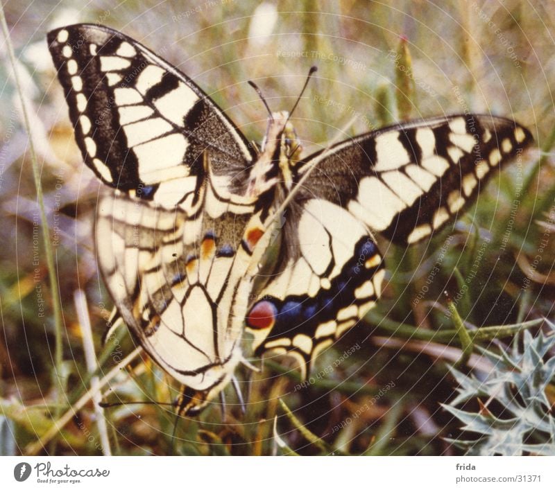 They're doing it too! Butterfly Reproduction in the animal world Close-up