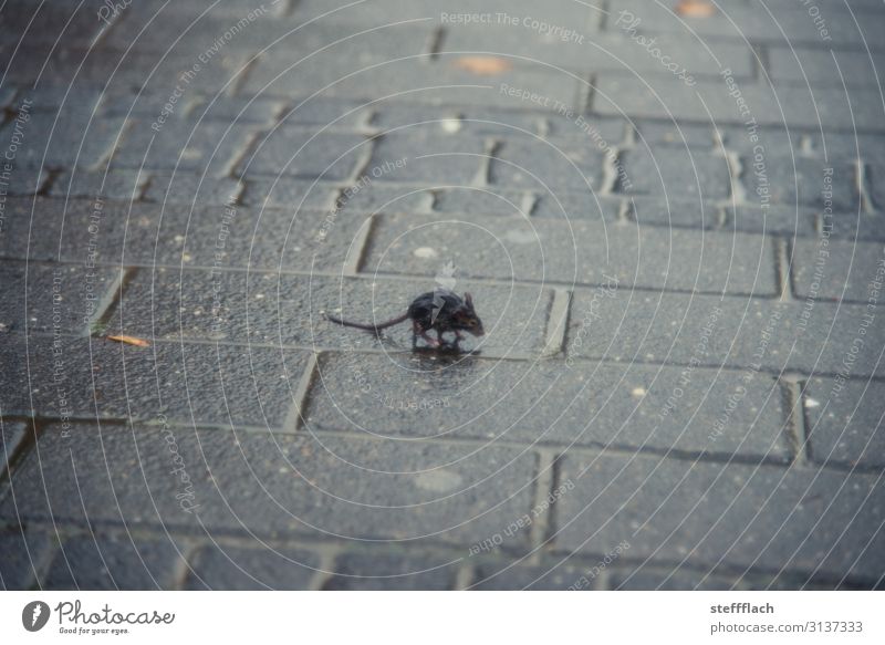 rain mouse Environment Water Autumn Bad weather Rain Downtown Deserted Street Sidewalk Animal Wild animal Mouse Pelt Claw Paw 1 Baby animal Freeze Running