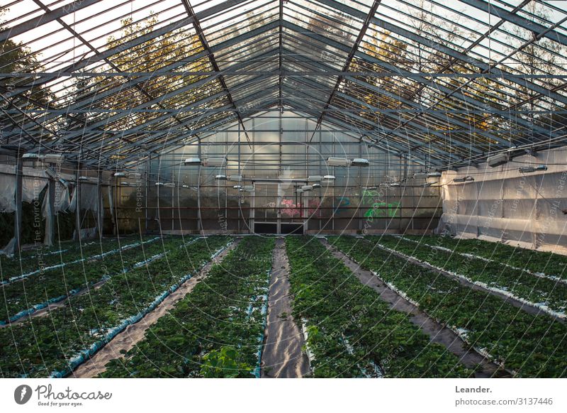greenhouse House (Residential Structure) Hut Glass Athletic Green lost places Greenhouse Sowing Agriculture Landscape Farmer Food Climate wall Colour photo