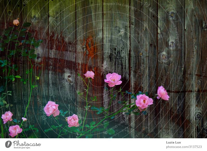 autumn roses Plant Autumn Flower Rose Garden Barn Backyard Brown Pink Colour photo Exterior shot Deserted Copy Space right Copy Space top Day