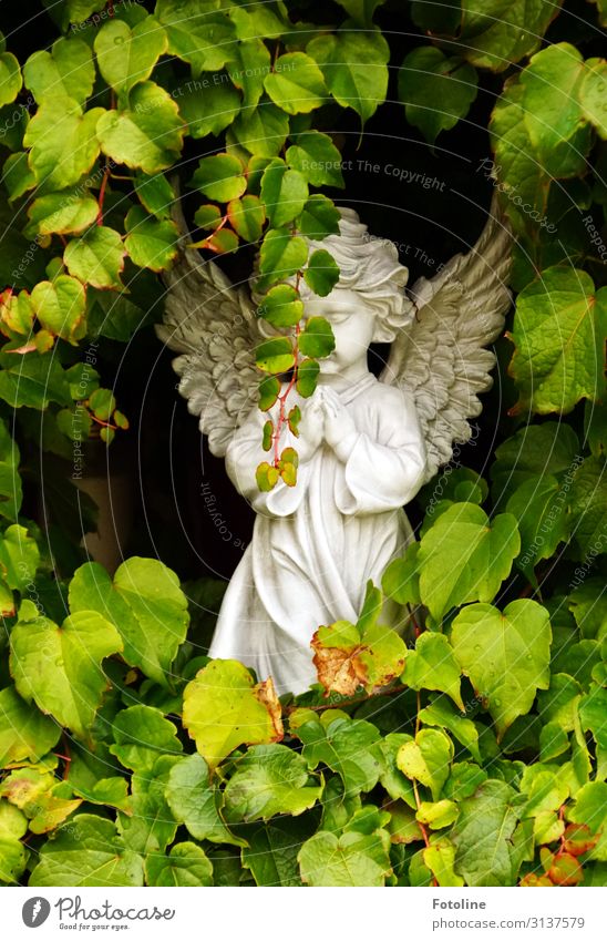Farewell Environment Nature Plant Summer Beautiful weather Leaf Foliage plant Wild plant Bright Small Natural Green White Cemetery Angel Heavenly Sculpture