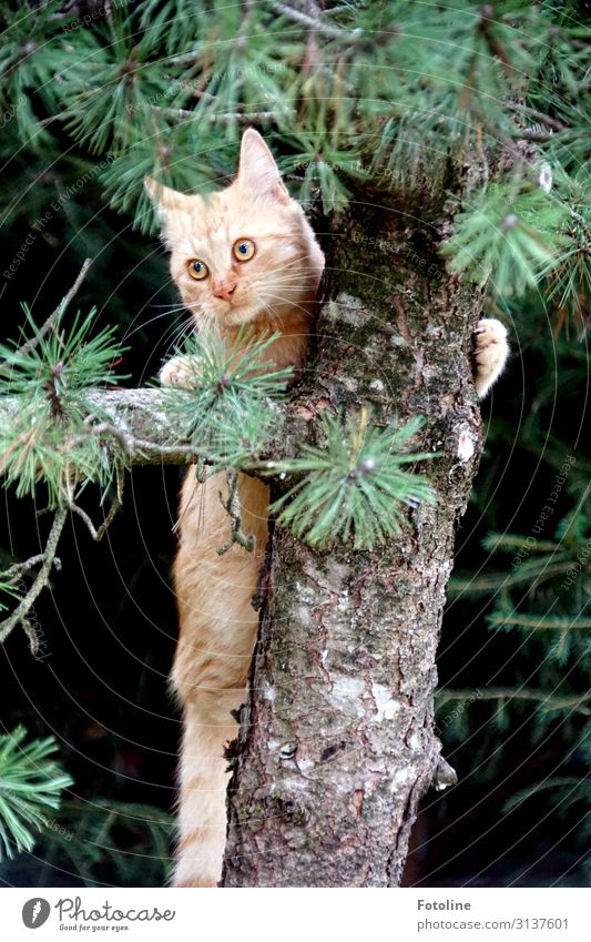 Heeeeeeee! Environment Nature Plant Animal Tree Wild plant Pet Cat Animal face Pelt 1 Free Bright Near Natural Brown Green Climbing Hunting Fir tree