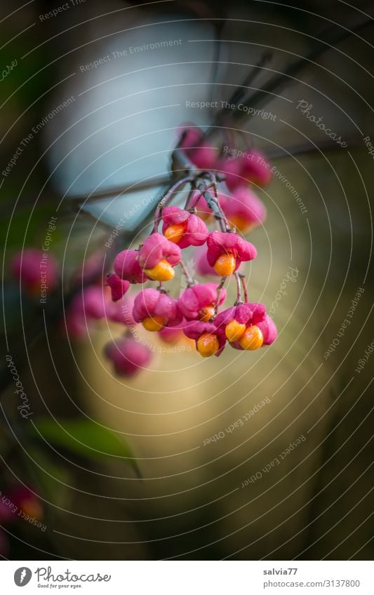 bright fruits Environment Nature Plant Autumn Bushes Twigs and branches Fruit spindle bush Common spindle Garden Park Forest Hang Illuminate Esthetic Contrast