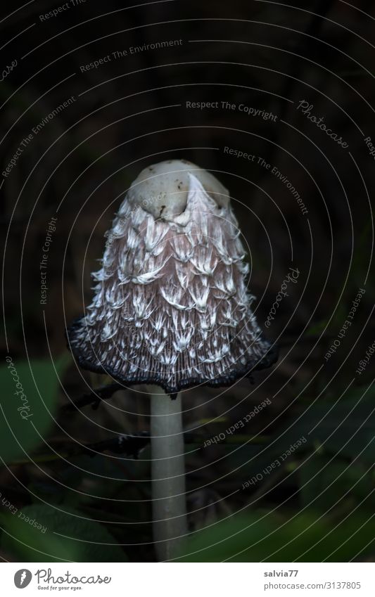 Crested Tingling Environment Nature Plant Autumn Wild plant Mushroom Mushroom cap Shaggy mane Meadow Forest Growth Exceptional Fresh Delicious Natural Change