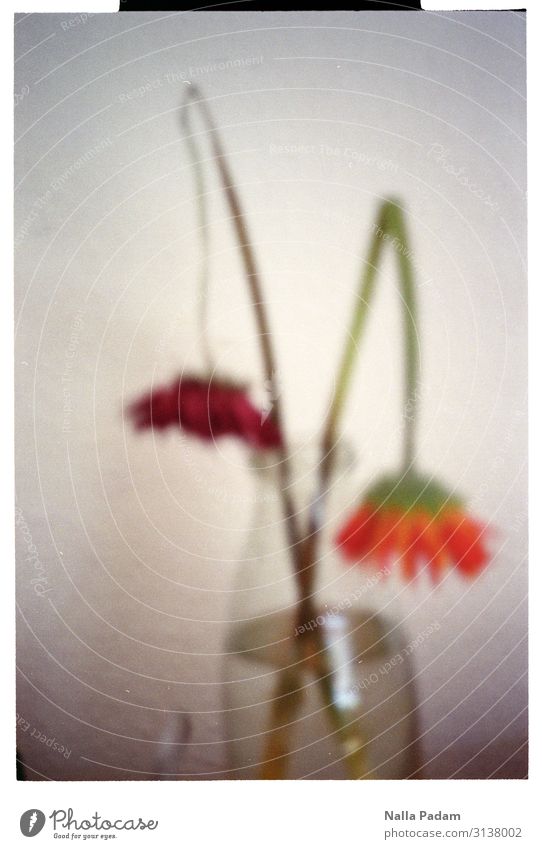 fading Plant Water Flower Blossom Broken Orange Red Fatigue Exhaustion Vase End Colour photo Interior shot Deserted Copy Space right Day Blur