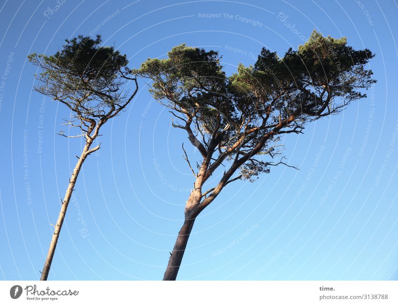 Wind force 7 | printed product huts tree two Jawbone Sky sunny obliquely wind force Tilt wind pressure Nature Environment Wind cripple