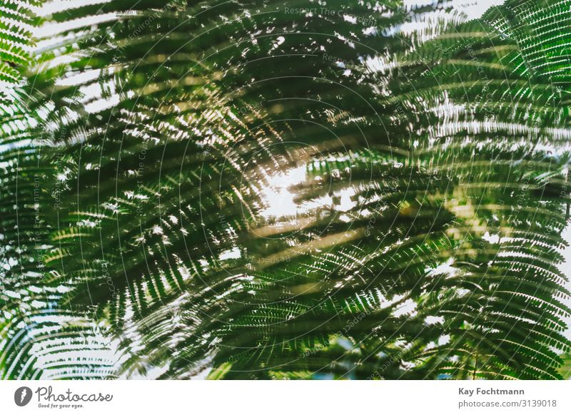 sun is shining through rainforest leaves Elegant Exotic Life Harmonious Well-being Vacation & Travel Safari Expedition Summer Summer vacation Sun Hiking