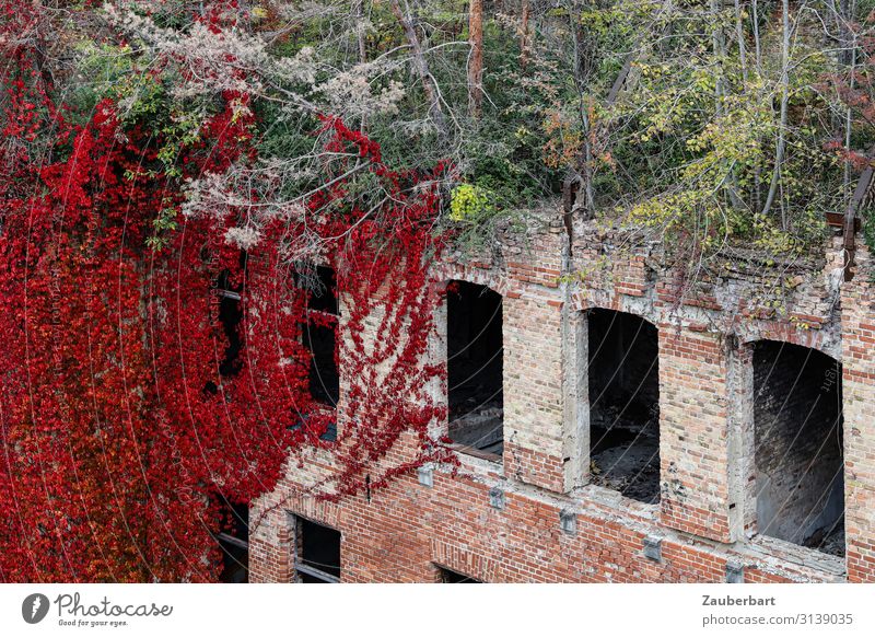 Red ivy, roof forest and brick wall Autumn Snow Tree Bushes Ivy Roof garden House (Residential Structure) Manmade structures Building Ruin Brick wall
