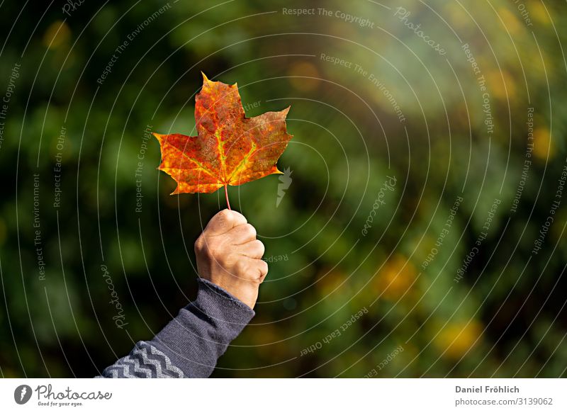 Maple leaf in autumn Feminine Young woman Youth (Young adults) Hand 1 Human being 30 - 45 years Adults Nature Autumn Beautiful weather Plant Tree Park Germany