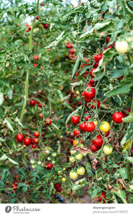 Small tomatoes in greenhouse Vegetable Summer Garden Gardening Nature Plant Growth Fresh Natural Red Tomato Greenhouse interior cherry tomatoes agricultural