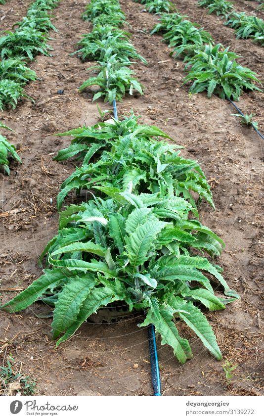 Artichoke plants in rows. Artichoke growing on the field Vegetable Nutrition Vegetarian diet Landscape Plant Leaf Growth Fresh Natural Green Agriculture food