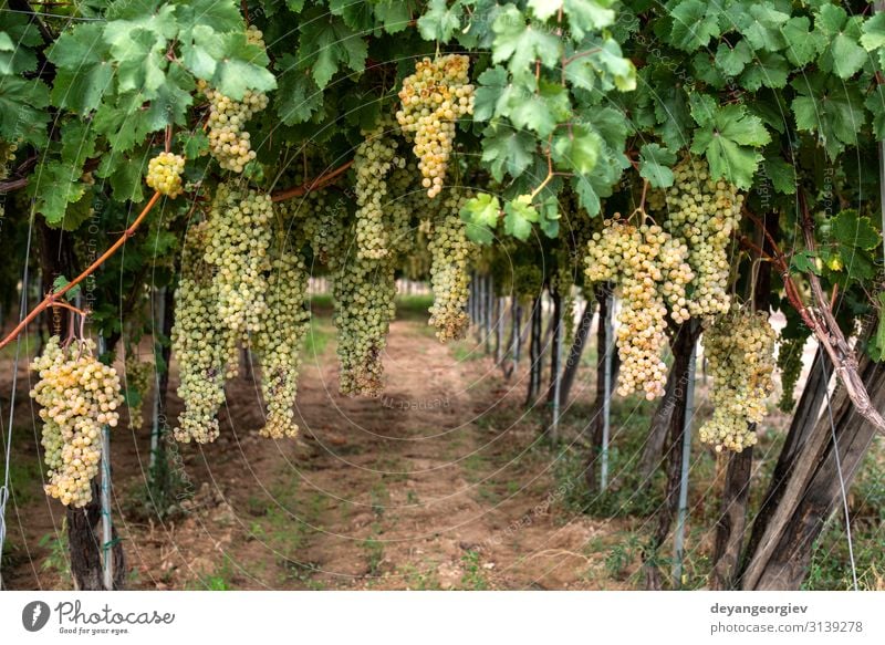Dessert white grapes. Variety of grapes for eating. Fruit Eating Juice Summer Garden Nature Landscape Plant Autumn Leaf Growth Fresh Natural Juicy Yellow Green