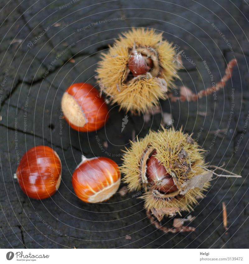 ripe sweet chestnuts in and next to a spiny shell on a tree trunk Environment Plant Autumn Sweet chestnut Sheath Tree trunk Forest Lie Esthetic Natural Brown