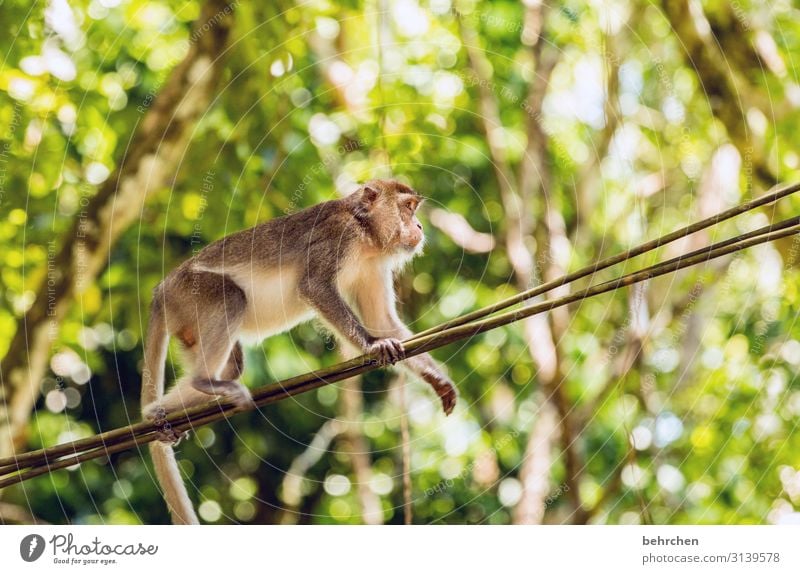 rope shaft | rope dancing monkey Animal portrait Wilderness Bako National Park Sarawak Borneo Contrast Deserted Day Light Exterior shot Colour photo Exotic