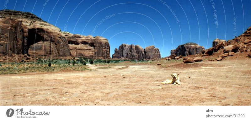 dog Dog Desert Blue sky Monument Valley Rock formation Clear sky Cloudless sky Panorama (View) Destination