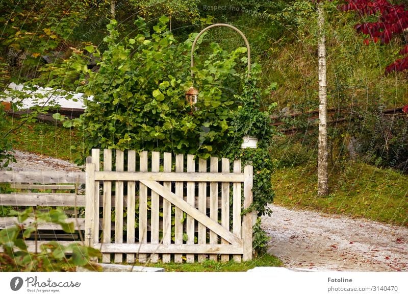 idyllic Environment Nature Landscape Plant Elements Earth Sand Autumn Grass Bushes Garden Meadow Bright Natural Green White Gate Wood Wooden fence Wooden gate