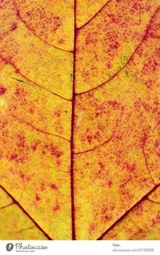 sunspots Nature Plant Autumn Leaf Rachis Yellow Orange Red Colour photo Multicoloured Detail Macro (Extreme close-up) Deserted Day Contrast