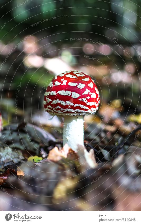 fly P Plant Autumn Beautiful weather Wild plant Forest Growth Natural Nature Poison Mushroom Colour photo Exterior shot Close-up Deserted Copy Space left