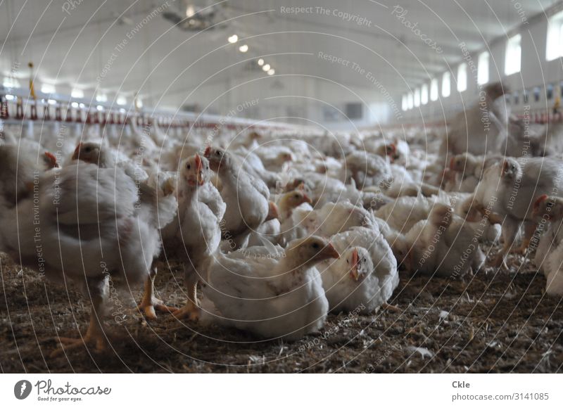 chicken farm Work and employment Profession chicken breeding Farmer Agriculture Forestry Industry Company Technology High-tech House (Residential Structure)