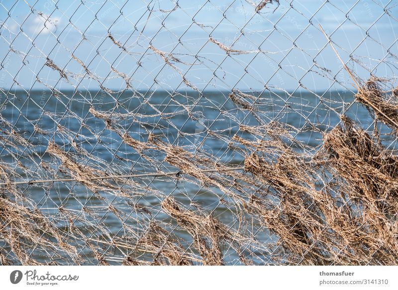 Fence at the sea with seaweed Vacation & Travel Far-off places Beach Ocean Waves Wire netting fence Environment Nature Landscape Horizon Sunlight Wind Plant
