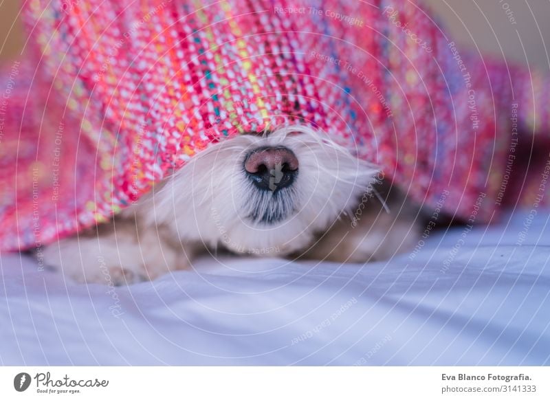 cute adorable maltese dog lying ob bed, wearing a pink hood. Fun and pets, snout close up view Youth (Young adults) Dog Home Interior shot Delightful Hold Day