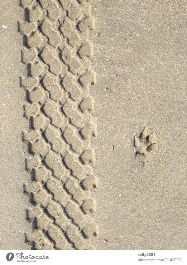 Printed matter | sand marks... Sand Tracks Tyre print dog paw squeeze Sandy beach Profile Tire tread Parallel footprint Impression track search Pattern