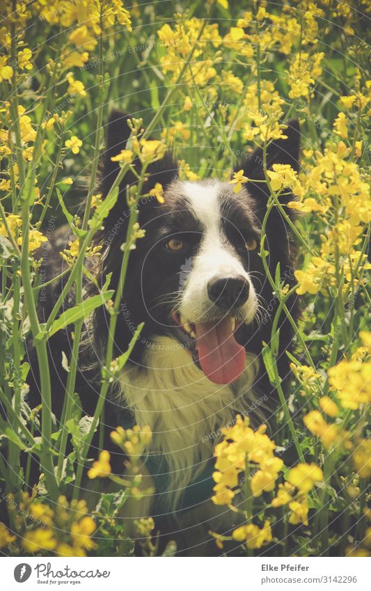 Bordercollie im Rapsfeld Animal Pet Dog 1 Discover Cool (slang) Happiness Natural Moody Colour photo Exterior shot Day
