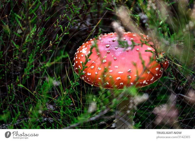 Young toadstool surrounded by heather Environment Nature Plant Wild plant Mushroom Mushroom cap Amanita mushroom Heather family Meadow Forest Brown Green Red