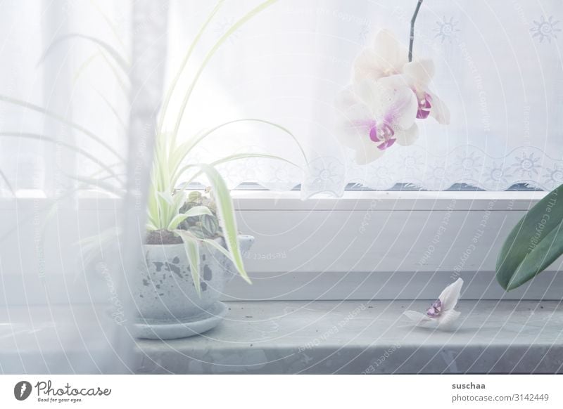 orchid at the window place Window Window board Drape Curtain Bright Illuminate Plant Pot plant Leaf Flower Blossom Orchid white orchid Vista no transparency