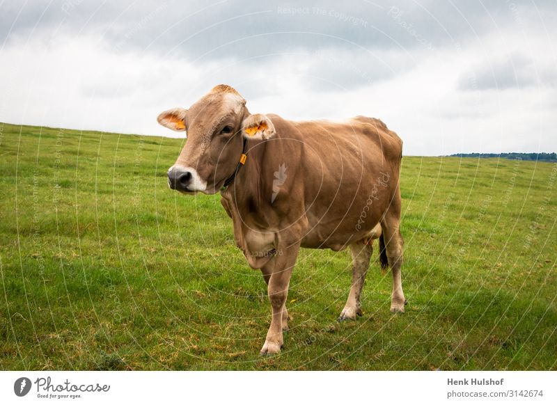 Limousin cow in a hilly landscape Environment Nature Landscape Sky Meadow Animal Cow 1 Brown Gray Green limousin Grass Field Dairy cow Colour photo