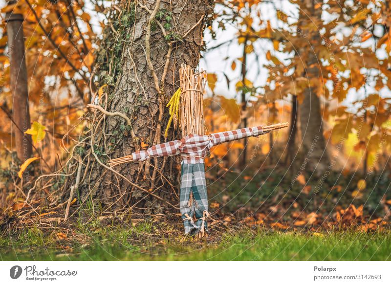 Rural scarecrow standing in a garden Joy Life Garden Hallowe'en Infancy Landscape Plant Autumn Park Toys Doll Wood Old Simple Green Red Protection Fear Horror