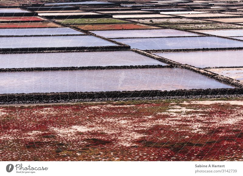 Salines in different colors, looks like a diagonal pattern Landscape Earth Water Ground cover plant Saltworks Spain Lanzarote Deserted Esthetic Authentic
