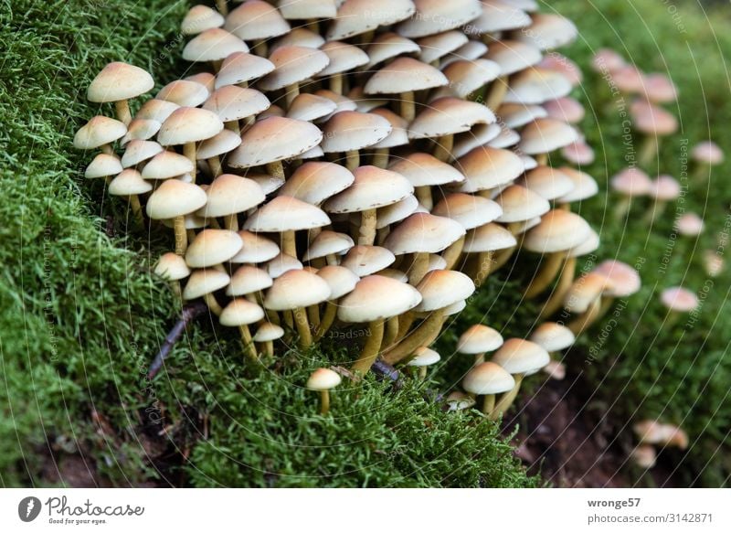 taken literally | spring up like mushrooms Ground forest soils Ground level Moss green Nature Forest Exterior shot Autumn Colour photo Mushroom Day natural