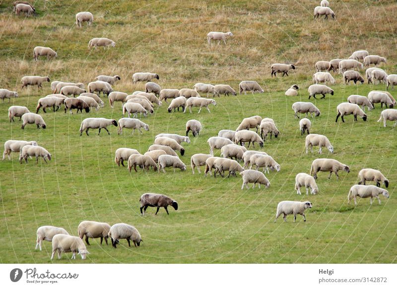 Flock of sheep foraging in a large meadow Environment Nature Landscape Plant Animal Grass Meadow Farm animal Sheep To feed Stand Esthetic Authentic Together