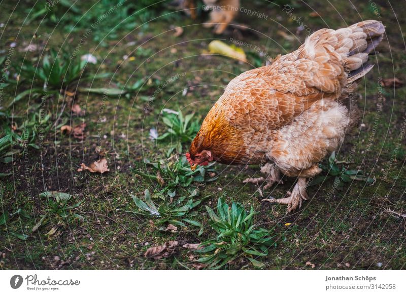 Chicken pecking for food on the floor Exterior shot Season outdoor Autumn Nature chicken Animal Animal protection Poultry Free-living Free-range rearing