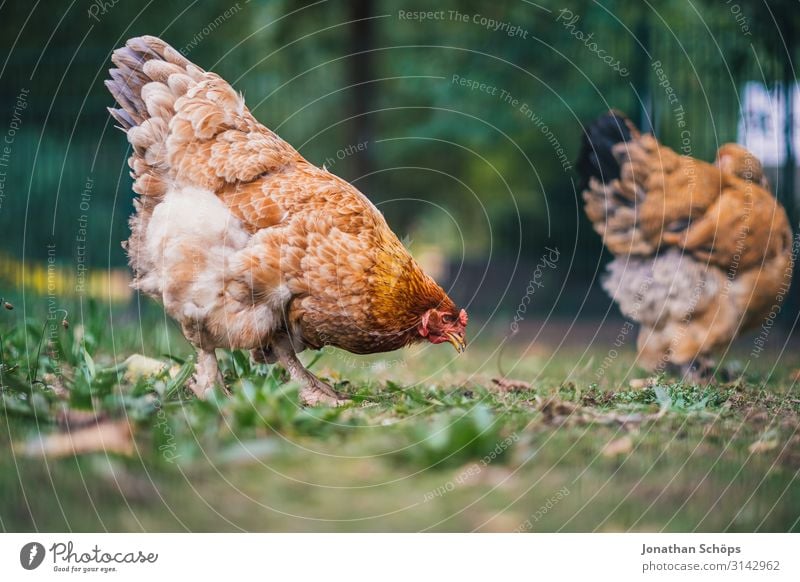 Chicken pecking for food on the floor Exterior shot Season outdoor Autumn Nature chicken Animal Animal protection Poultry Free-living Free-range rearing