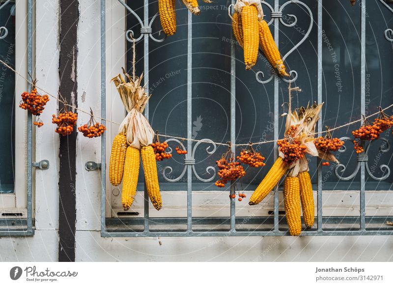Corn cobs hung up as decoration on a window in autumn Exterior shot Season outdoor Autumn Nature thanksgiving Maize Colour photo Day Yellow Nutrition Vegetable