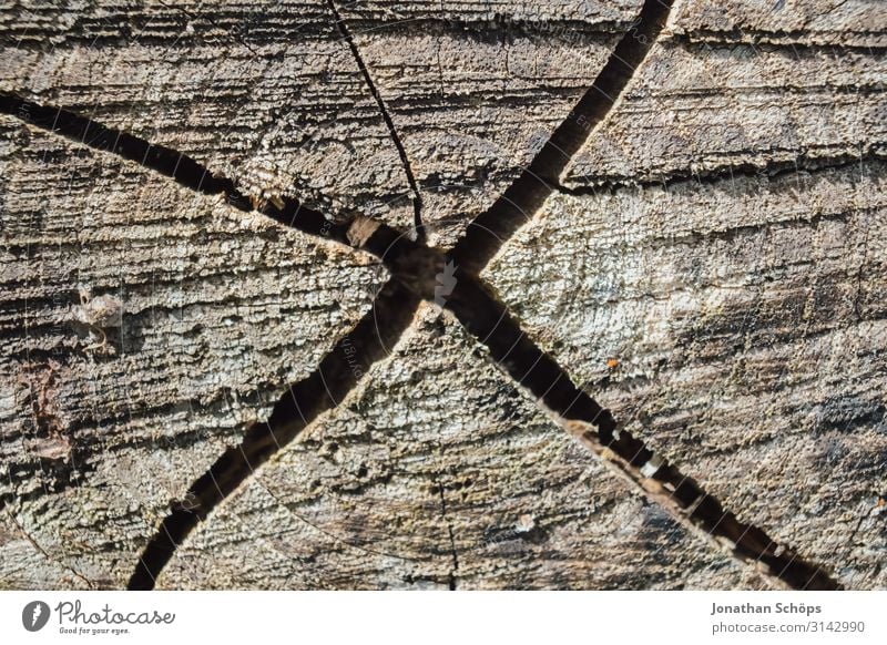 Gap in wood in cross form Exterior shot Season outdoor Autumn Nature Crucifix tree Tree trunk late fissure crack Macro (Extreme close-up) cruciform Colour photo