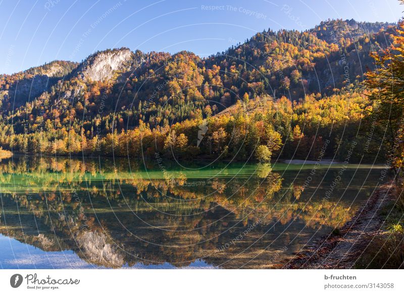 Autumn forest with reflection in the lake Harmonious Relaxation Vacation & Travel Mountain Hiking Cloudless sky Forest Alps Lakeside Power Nature Salzkammergut