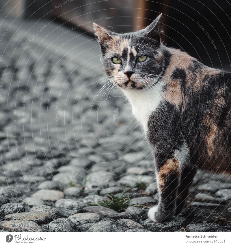 Streetcat italy Nature Animal Cat 1 Adventure Life Colour photo Exterior shot Neutral Background Day Shallow depth of field Looking into the camera
