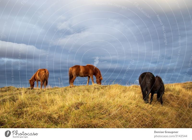 Horses in Iceland on a meadow Summer Hiking Nature Looking Wild rural brown grass field wildlife cloud green mammal north animal Icelandic beautiful Bangs