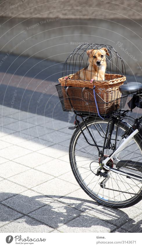 fail-safe barrier Cycling Street Lanes & trails Bicycle Basket Luggage rack Captured Looking Looking into the camera Animal Pet Dog 1 Observe Sit Safety