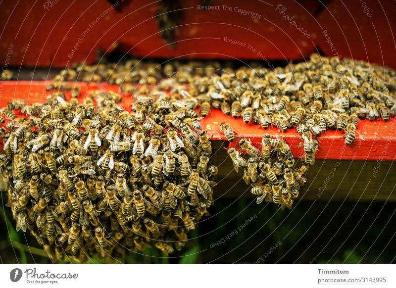 The bees want to go home swarm of bees Beehive beekeeping Colony Nature Wood Red Colour photo shallow depth of field Deserted Insect