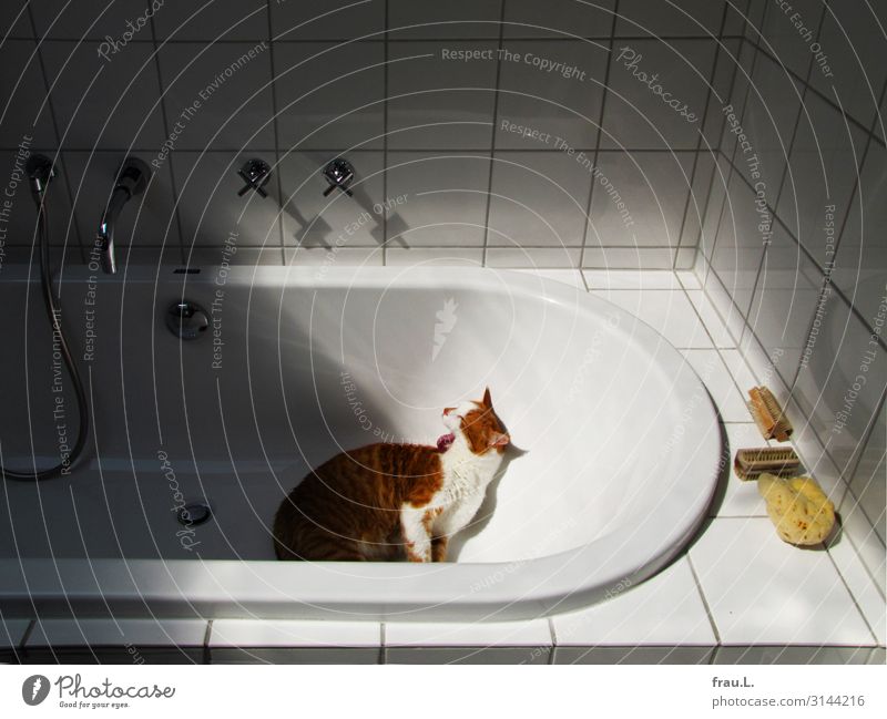 bathing day Bathroom Animal Pet Cat 1 Esthetic Beautiful Uniqueness Small Safety (feeling of) Calm Contentment polish Coat care Bathtub Domestic cat Cleanliness