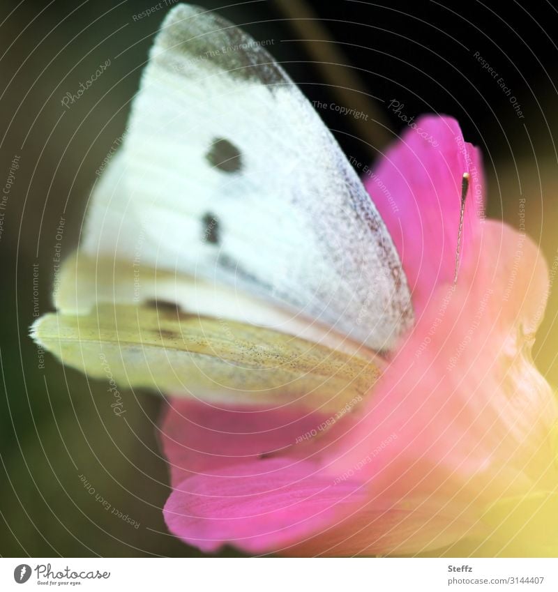 immerse oneself Butterfly butterfly wings cabbage white Cabbage white butterfly butterflies Pieris brassicae deep dive floral scent Grand piano pink blossom