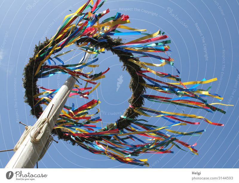 lifted | Maypole with flying colorful ribbons in front of a blue sky Feasts & Celebrations Cloudless sky Spring Beautiful weather Decoration May tree